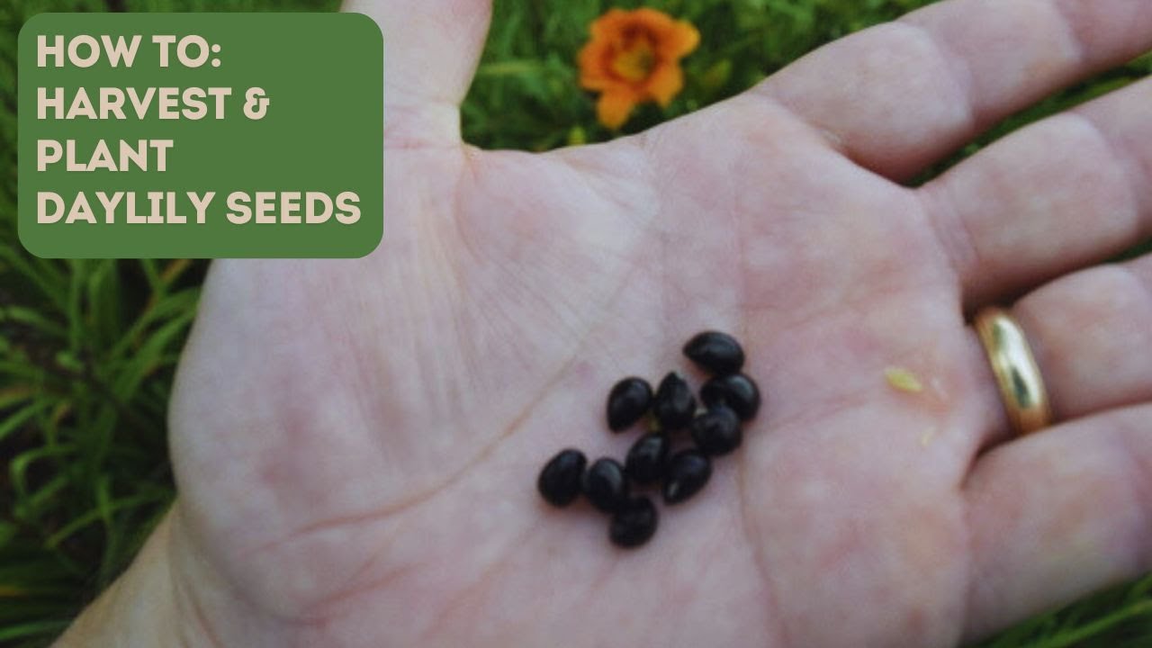 Harvest & Plant Daylily Seeds--Successfully!