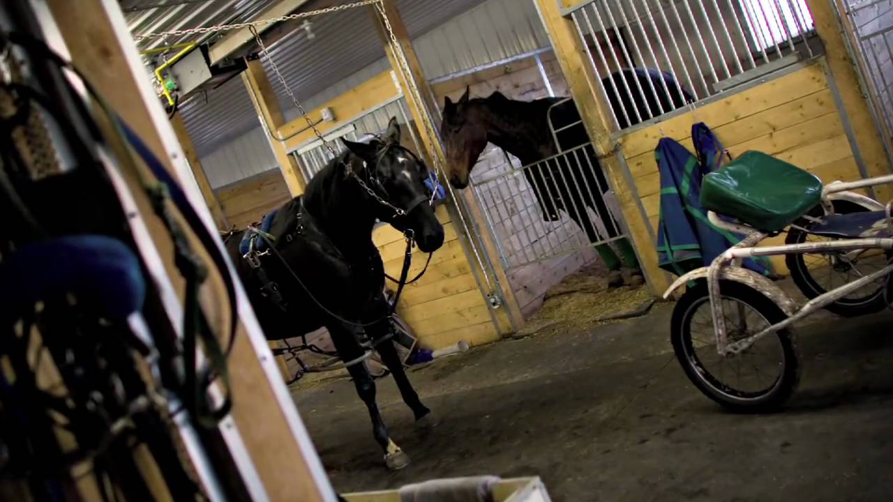 End of Standardbred Racing in Alberta