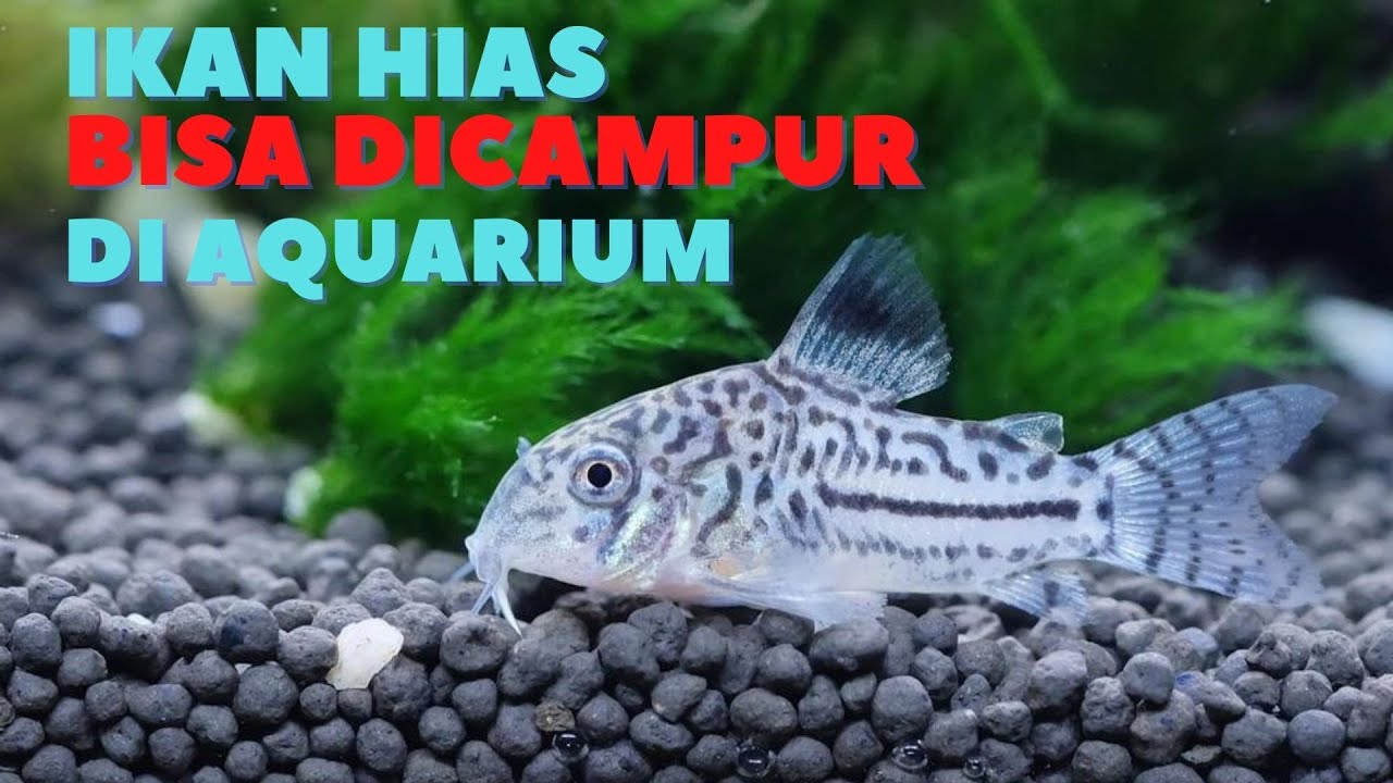 7 Jenis Ikan Hias Yang Bisa Dicampur di Aquarium