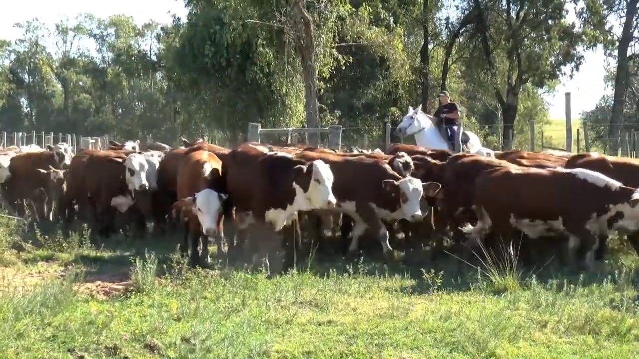 Todo Uruguay | Cynthia, una joven que eligió el campo como forma de vida
