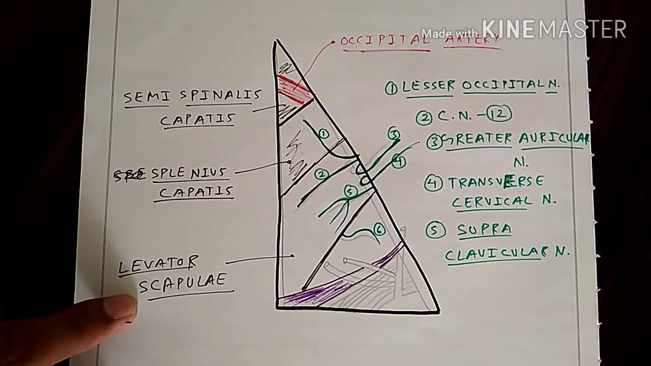 Posterior Triangle | Part 1 | Occipital Triangle | The Charsi of Medical Literature