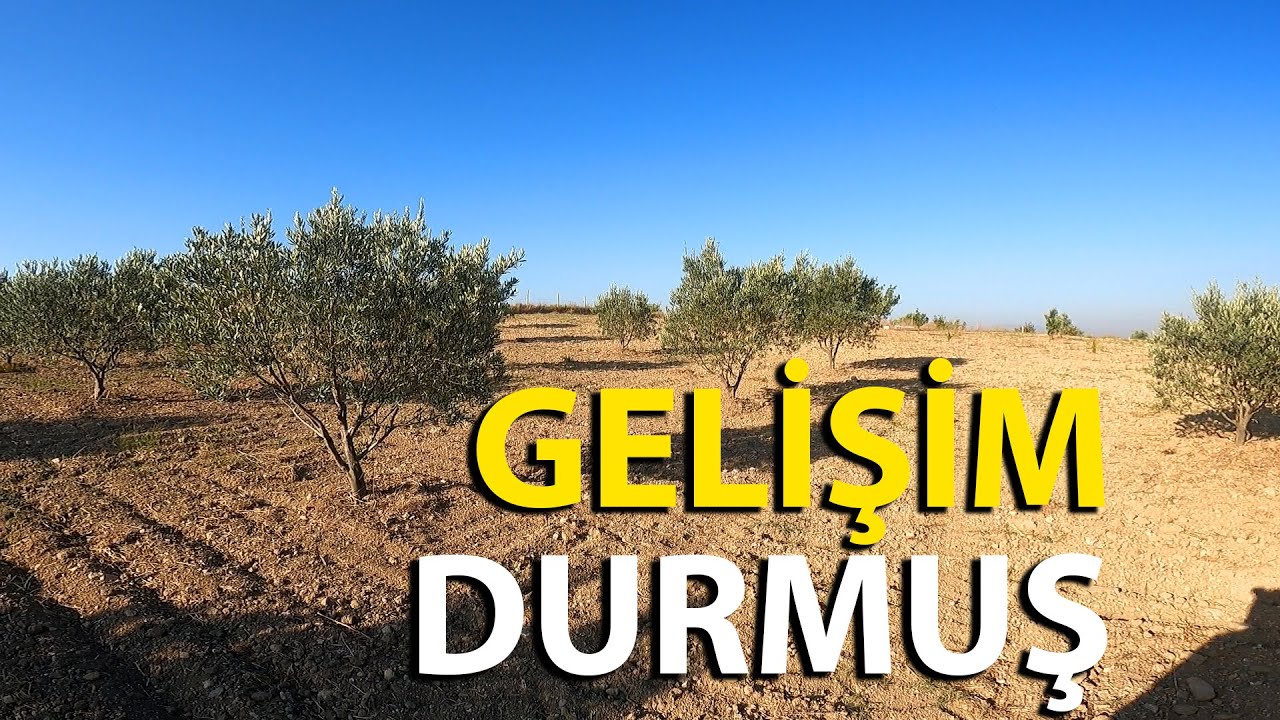 Zeytin Ağaçlarınız Çalışmıyorsa Mutlaka İzleyin