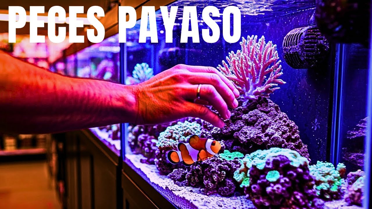 COMO PONER UN ACUARIO DE PECES PAYASO