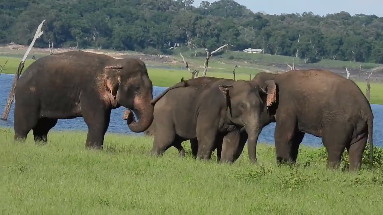 Asian elephant mating at kaudulla National Park, Sri Lanka