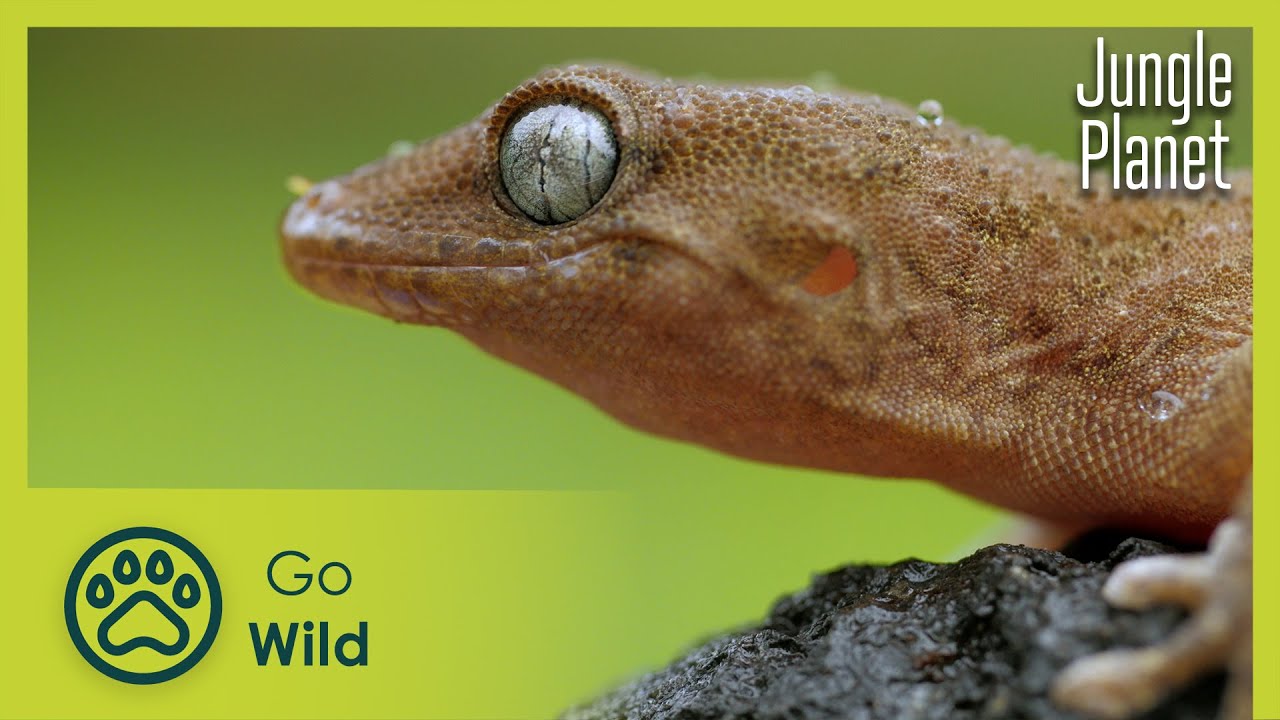 Джунгли океана: лавровые леса Канарских островов | Jungle Planet 5/26 | Go Wild