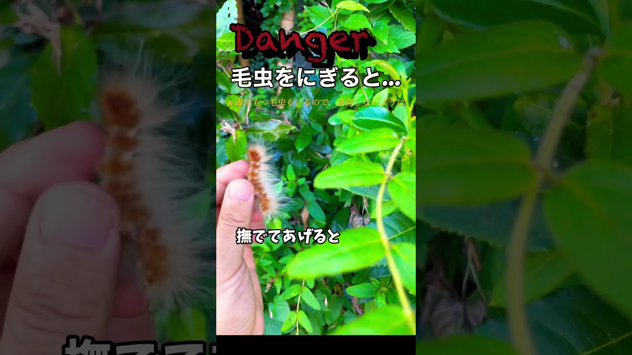 実は、毛虫を手で握ると...#shorts