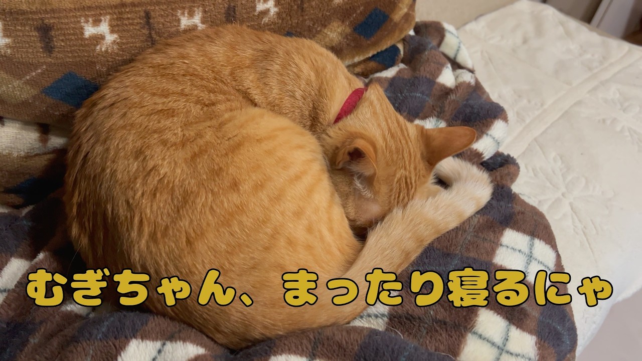 【保護猫】🐈たまにはまったり回も大事にゃ🐈の巻【にゃんこ日和】【rescued cat】