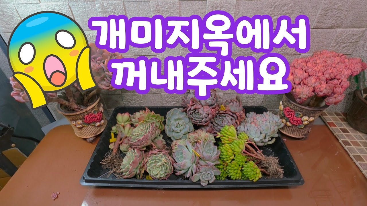 #2026.3.18.수🦋곰도리다육 언박싱 ~~~~~😱😱😱