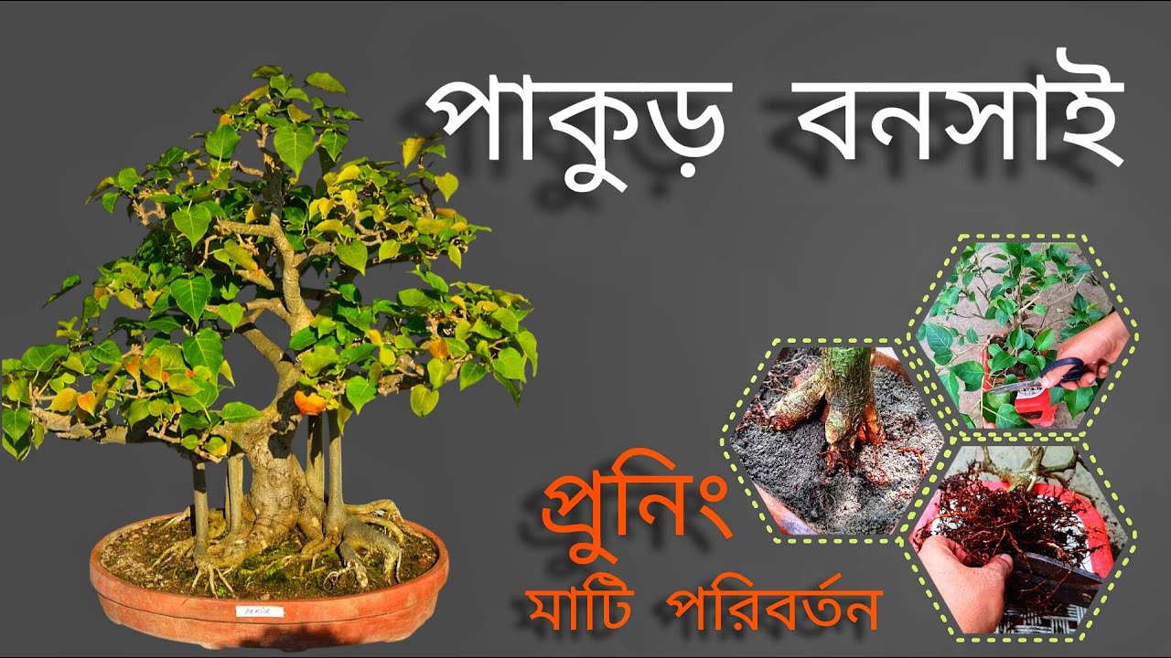পাকুড় বনসাই |  Pakur Bonsai | প্রুনিং এবং মাটি পরিবর্তন।