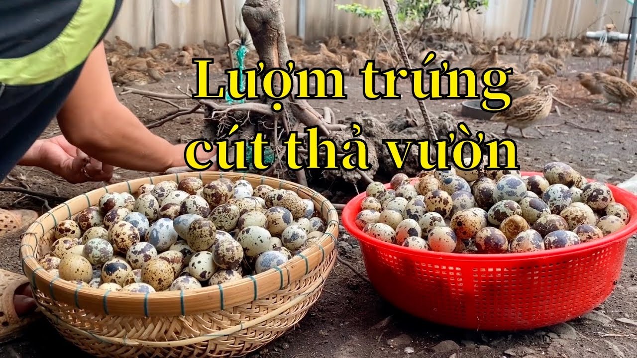 #33 Lượm trứng cút giống thả vườn | Nuôi chim cút thả vườn