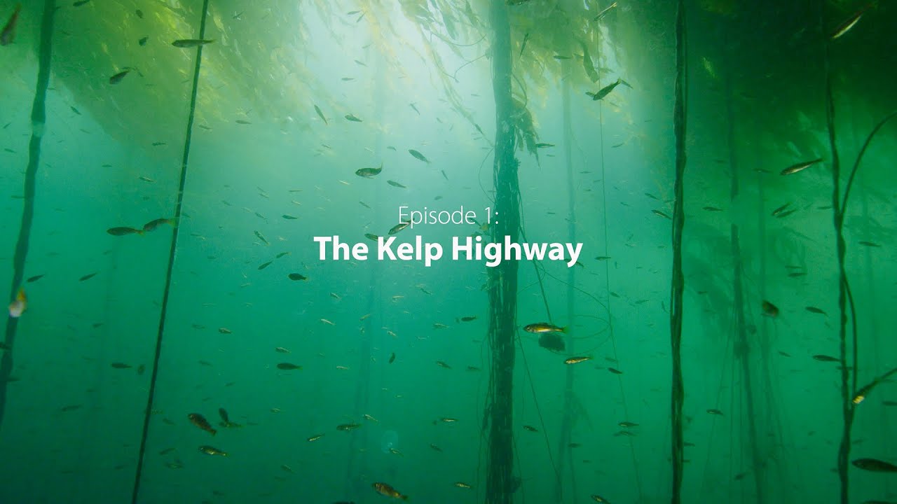 Stories from the Salish Sea: The Kelp Highway