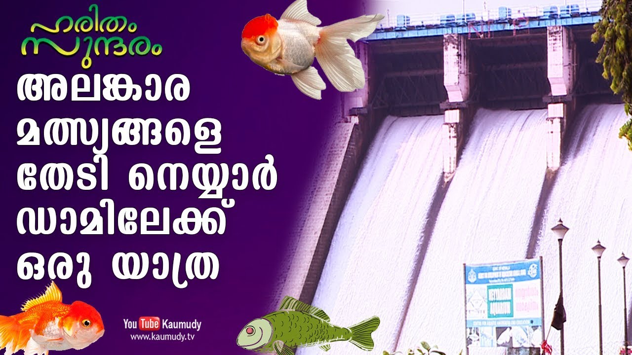 അലങ്കാര മത്സ്യങ്ങളെ തേടി നെയ്യാർ ഡാമിലേക്ക് ഒരു യാത്ര | ഹരിതം സുന്ദരം | കൗമുദി ടി.വി