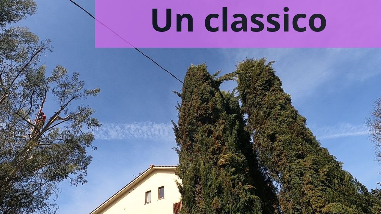 Piantare cipressi: errori da evitare per una crescita rigogliosa