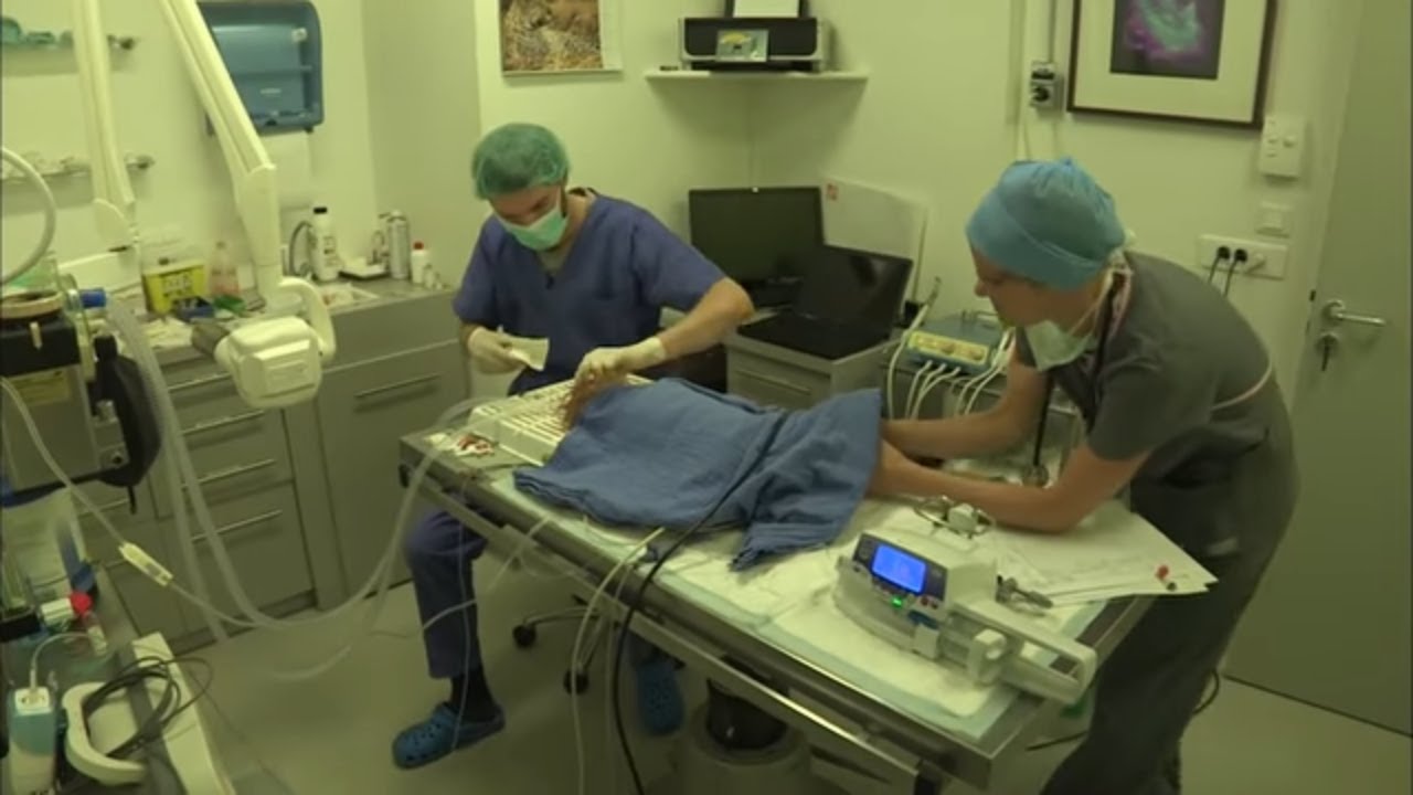 Au coeur des urgences v&eacute;t&eacute;rinaires