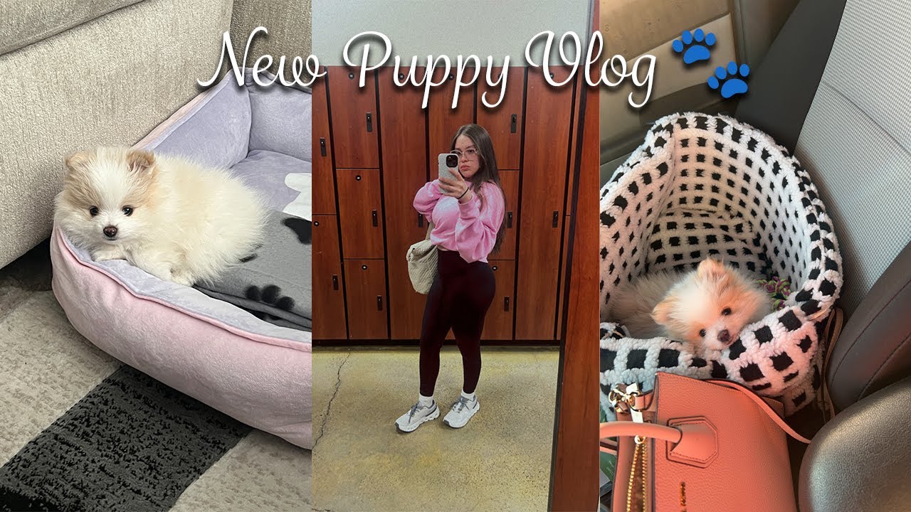 Getting our new Pomeranian puppy 🐾🩶
