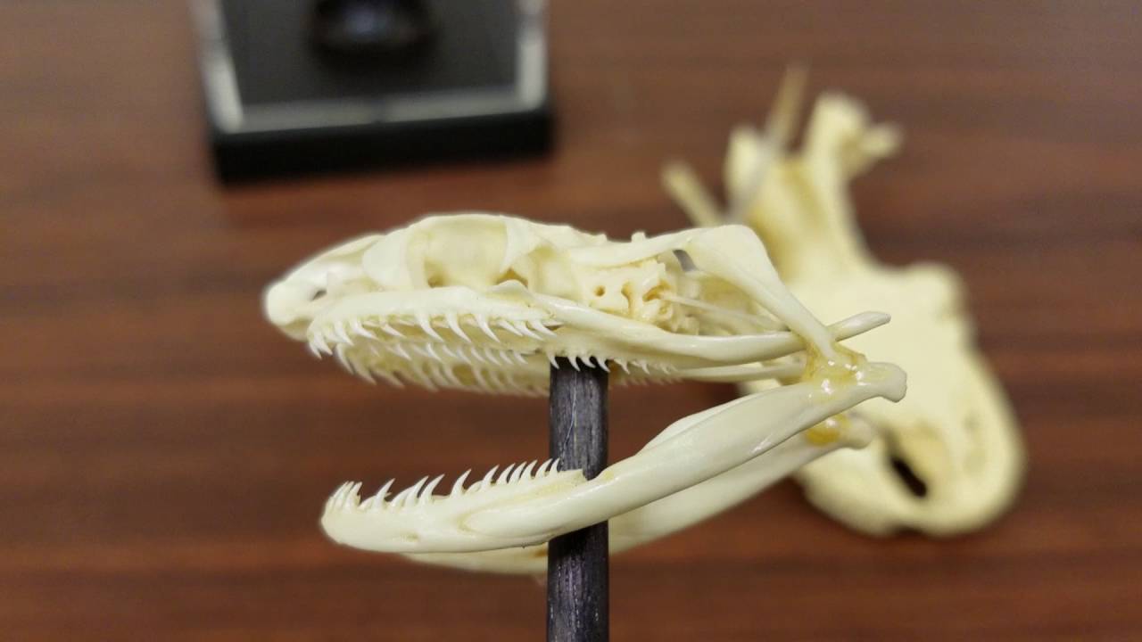 Snake skulls.