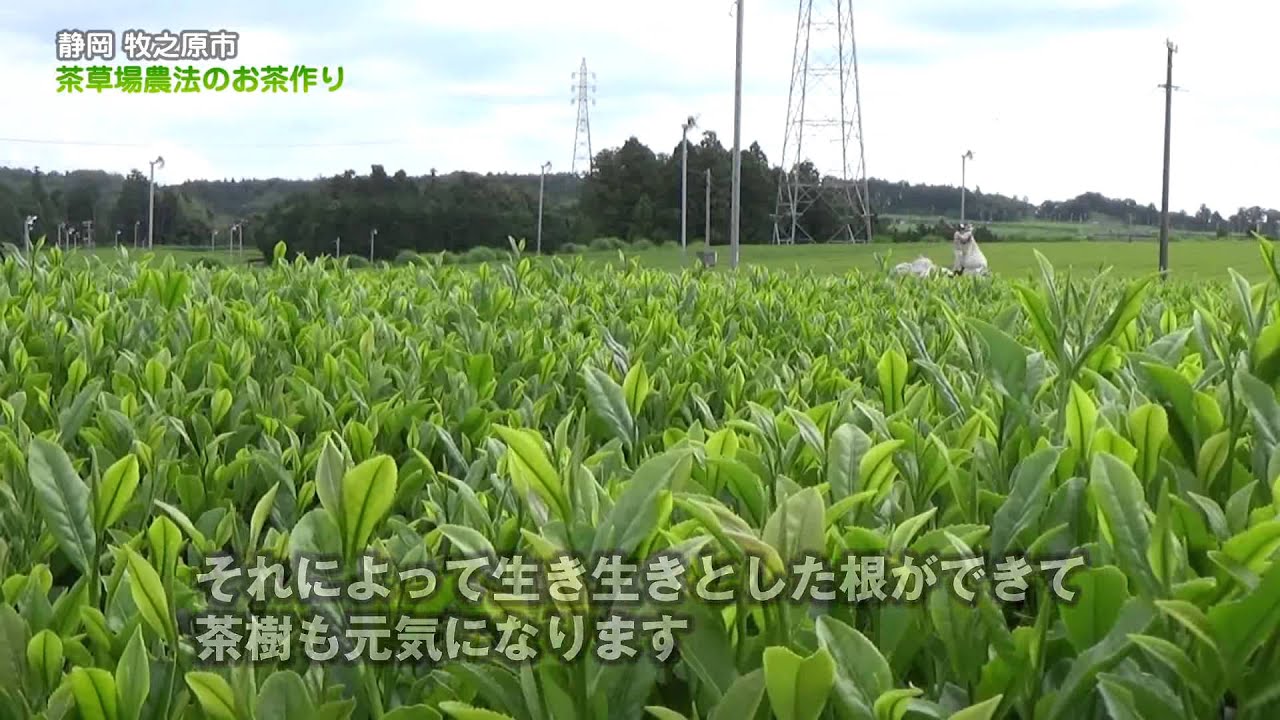 静岡・牧之原　茶草場農法のお茶作りChagusaba Farming Methods Certified by the World,Japansese green tea