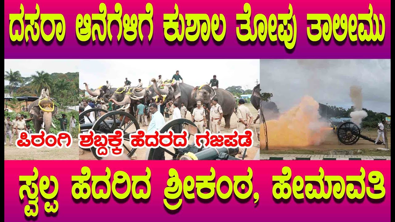 DASARA 2025 ಪಿರಂಗಿ ಶಬ್ದಕ್ಕೆ ಹೆದರದ ಗಜಪಡೆ, ಶ್ರೀಕಂಠ ಹಾಗೂ ಹೇಮಾವತಿ ಮಾತ್ರ ವಿಚಲಿತ, 