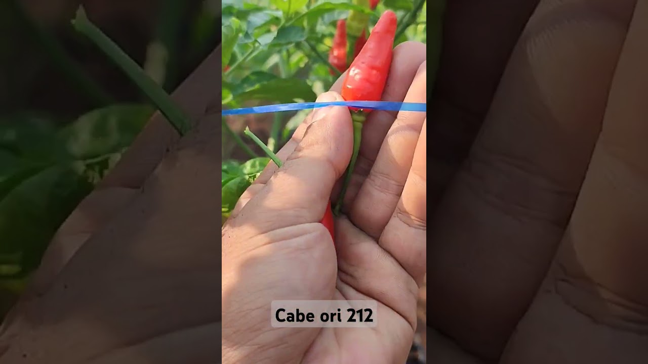 pemetikan cabe ori 212 #cabe #cabaiori #petanicaberawit #cabai