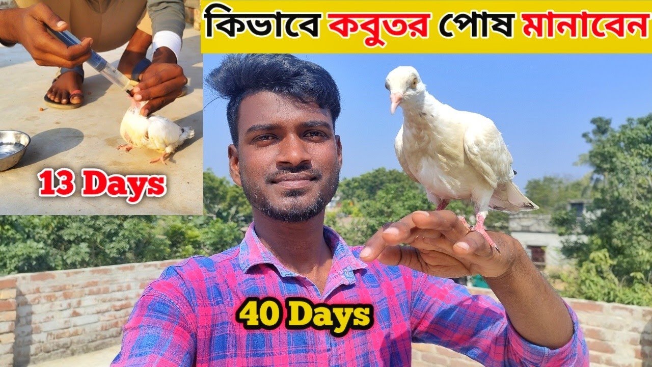 সহজ উপায়ে কিভাবে কবুতর পোষ মানাবেন || আমরা কিভাবে কবুতর পোষ মানিয়েছি