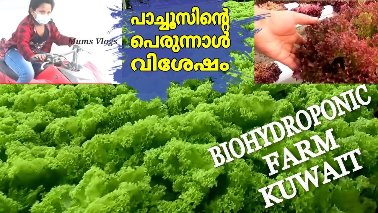 BIOHYDROPONIC FARM||PACHOOS BUGGY RACING ||പാച്ചുവിന്റെ ഈദ് സ്‌പെഷ്യൽ EID VLOG ||Wafra farm Kuwait