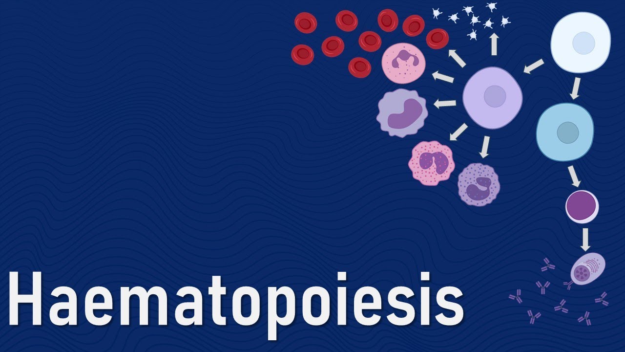 Introduction to haematopoiesis for beginners in under 10 mins