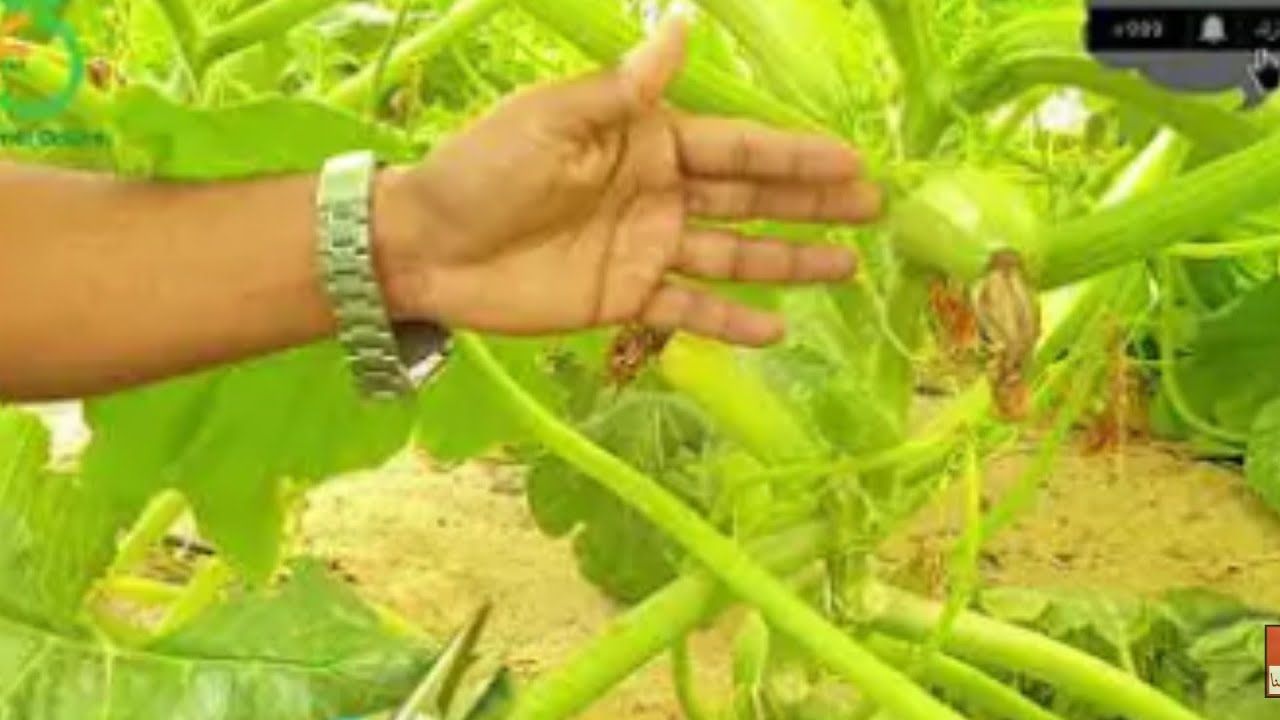 تقليم الكوسه والحصول على افضل ثمار بالسماد العضوى المتخصص