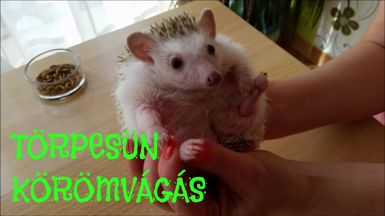 Hogyan vágjuk le a törpesün körmét? (Sün wellness 2. rész)