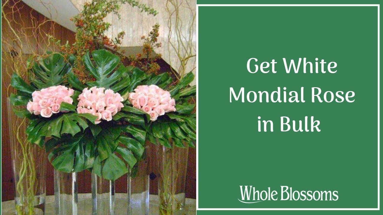 Get White Mondial Rose in Bulk and Add to Your Event