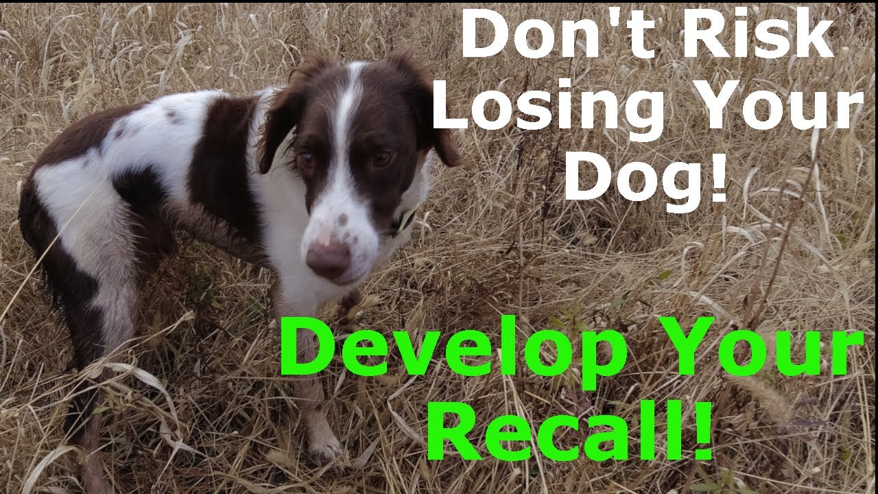 Recall Command for My Brittany Dog and Why It's My Brittany's Most Important Command in the Field