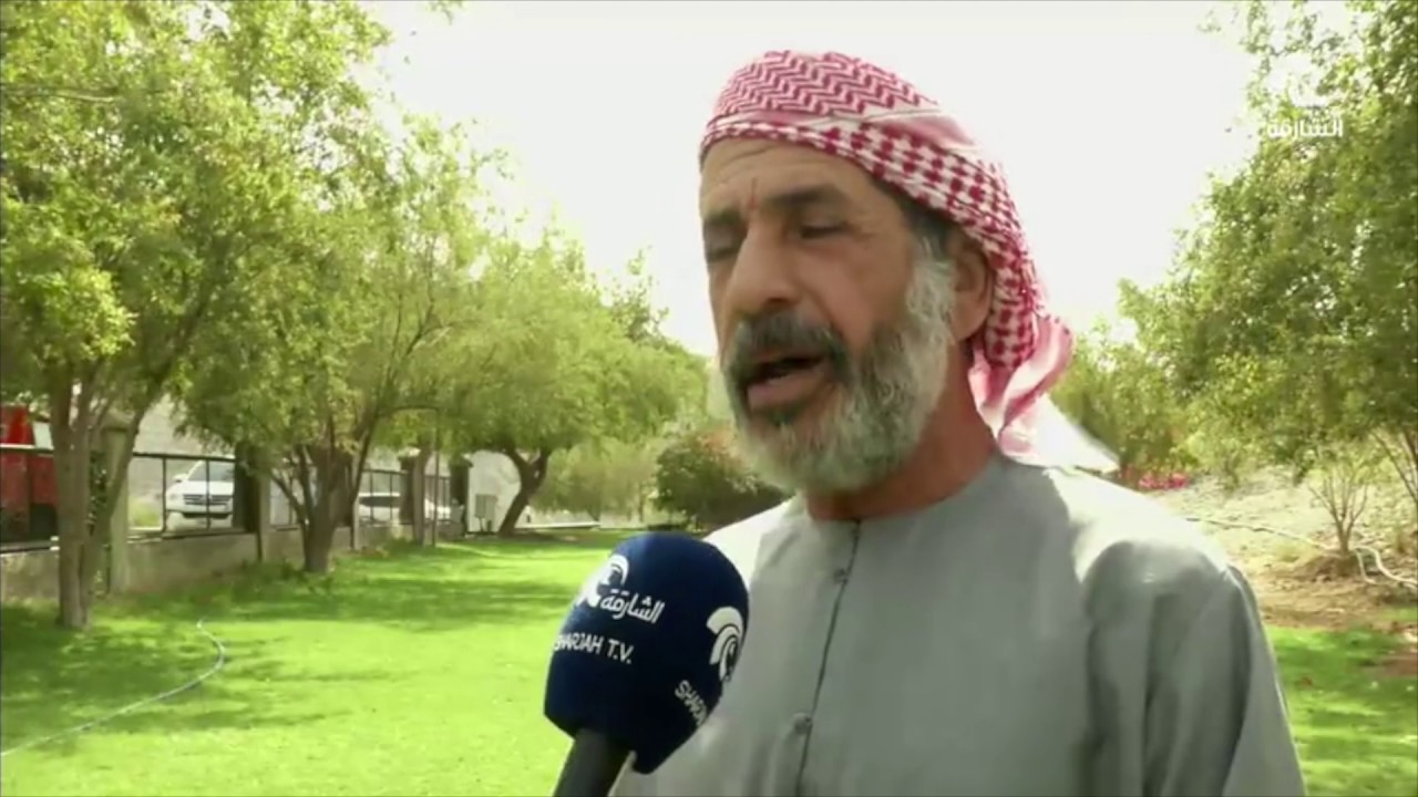 #أخبار_الدار: يوادي الحلو .. أشجار السدر تبشر الأهالي بموسم جني النبق الذي تشتهر به المنطقة