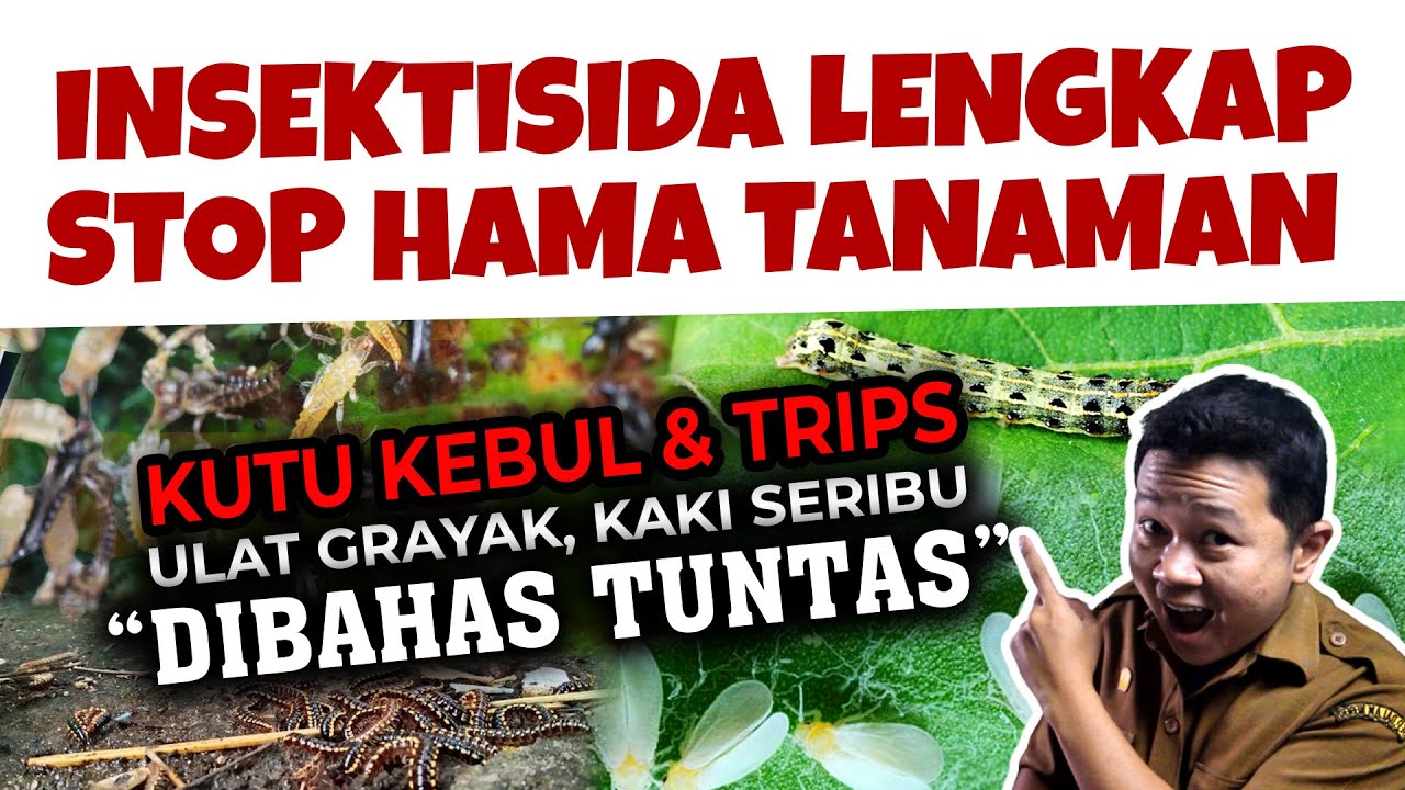 STOP HAMA.❗❗❗ KUTU KEBUL, TRIPS, ULAT GRAYAK, KAKI SERIBU SEMUA SAYA BAHAS, LENGKAP INSEKTISIDANYA.