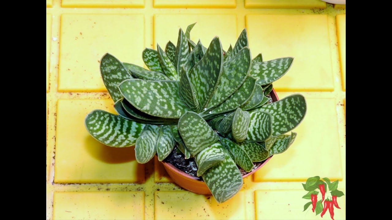 How To Grow Gasteria Complete Easy Gasteria Care Guide