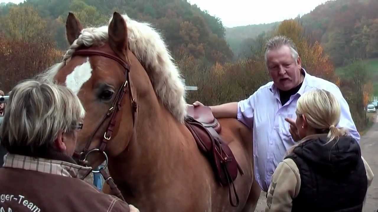 Haflinger bei Tamme Hanken, Etzenbacher Mühle