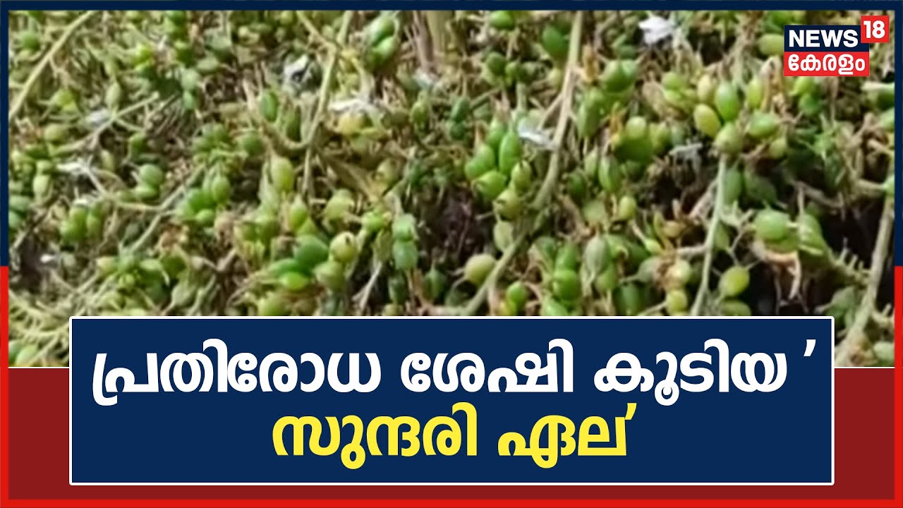 'സുന്ദരി ഏല' എന്ന പ്രതിരോധ ശേഷിയുമുള്ള ഏലച്ചെടി വികസിപ്പിച്ചെടുത്ത് ജെയിംസ് എന്ന കർഷകൻ