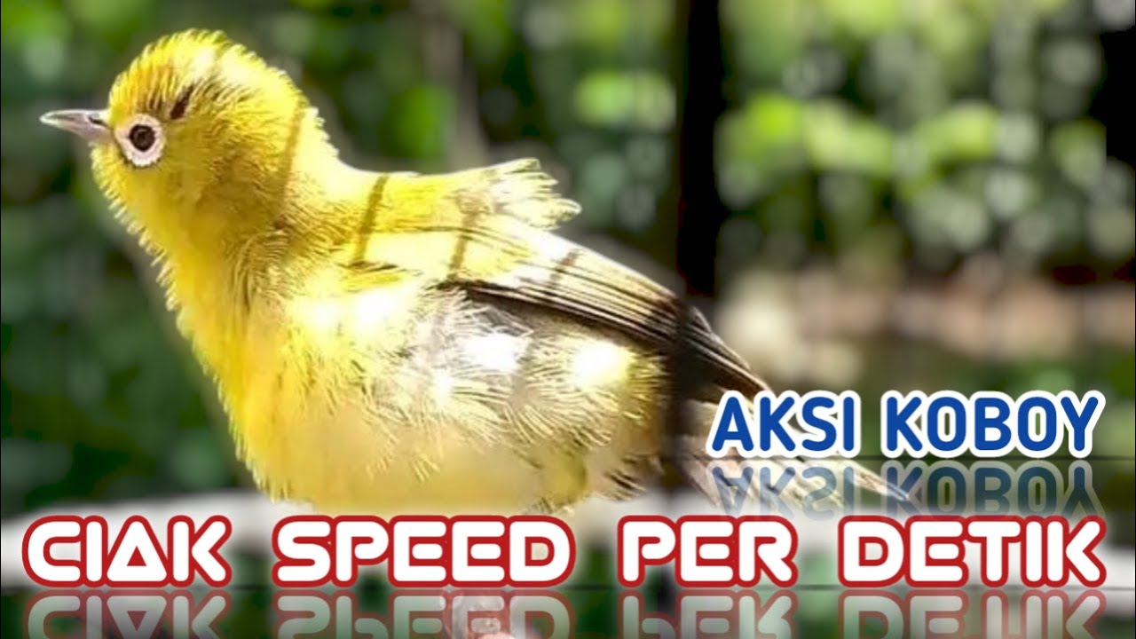 MASTERAN CIAK CIAK JOSS GACOR KECIAL KUNING ‼️ PANCINGAN KECIAL KUNING MALAS BUNYI
