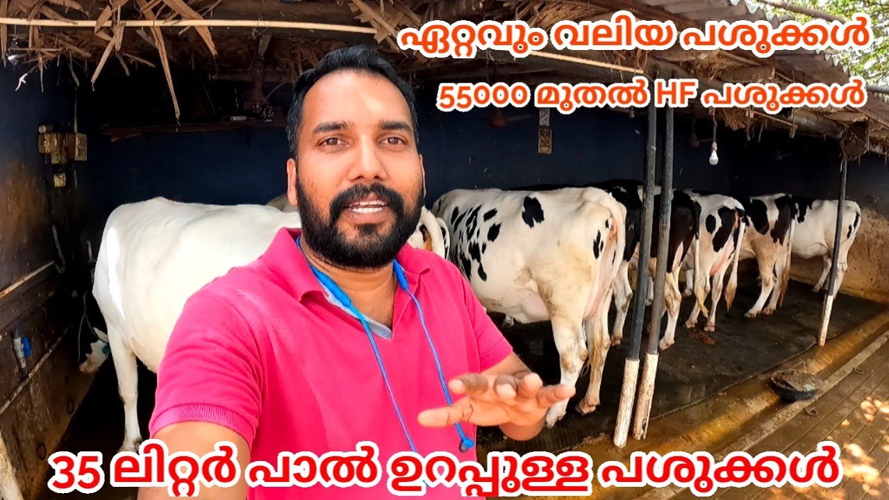 55000 രൂപക്ക് HF പശു, 35 ലിറ്റർ പാൽ ഉറപ്പോടെ വാങ്ങാവുന്ന പശുക്കൾ
