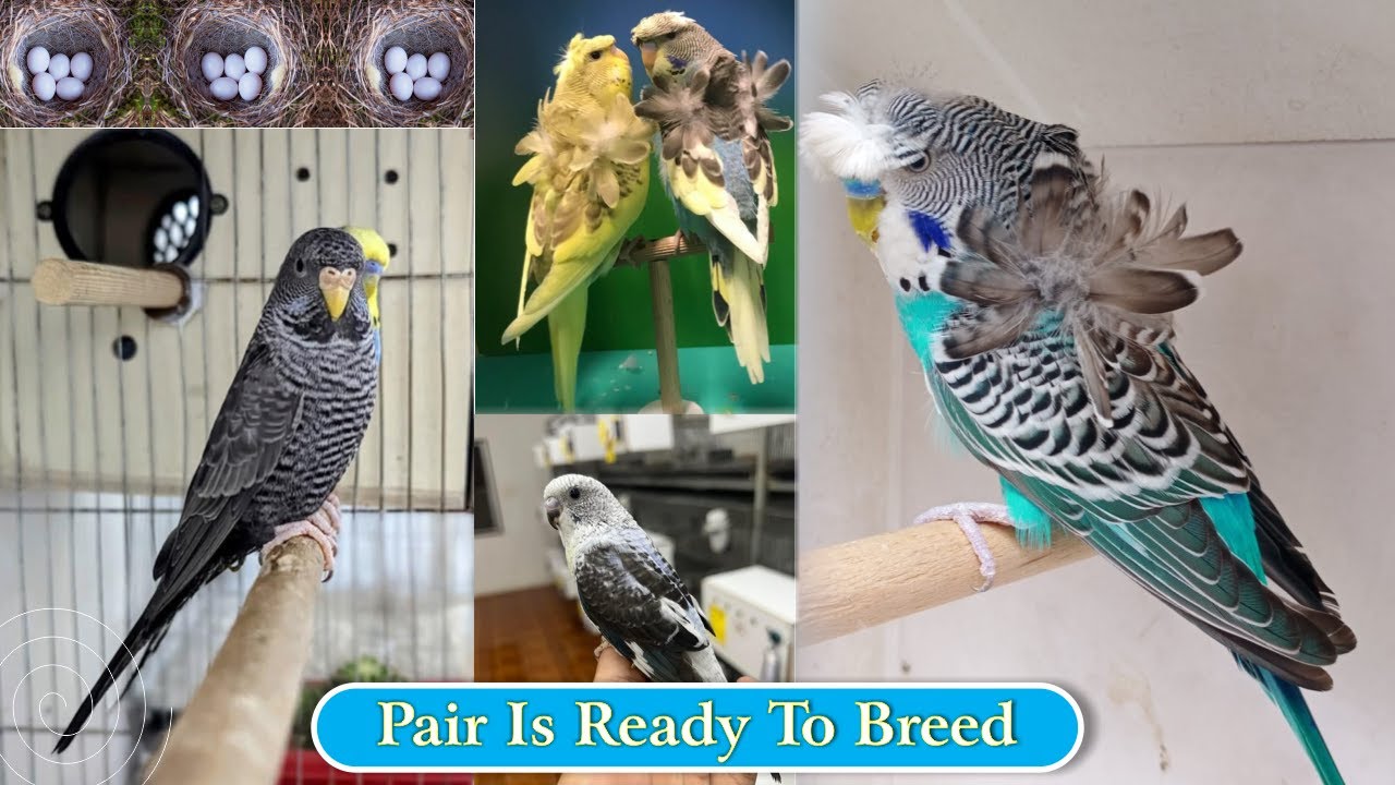 Hogoromo parrot | Black Face | Black Wing | Fallow Hagoromo | Australian budgies