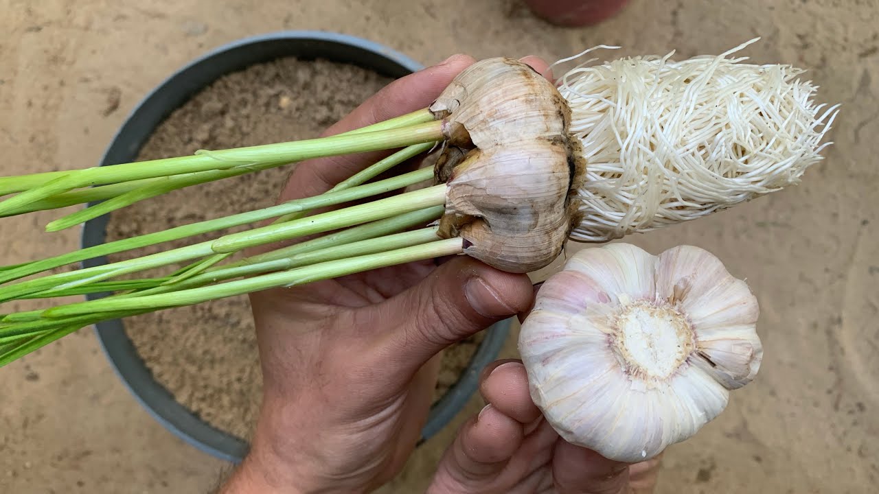 زراعة الثوم بطريقة صحيحة وبدون أخطاء 🧄 للحصول على محصول وفير بوقت قصير 🧄