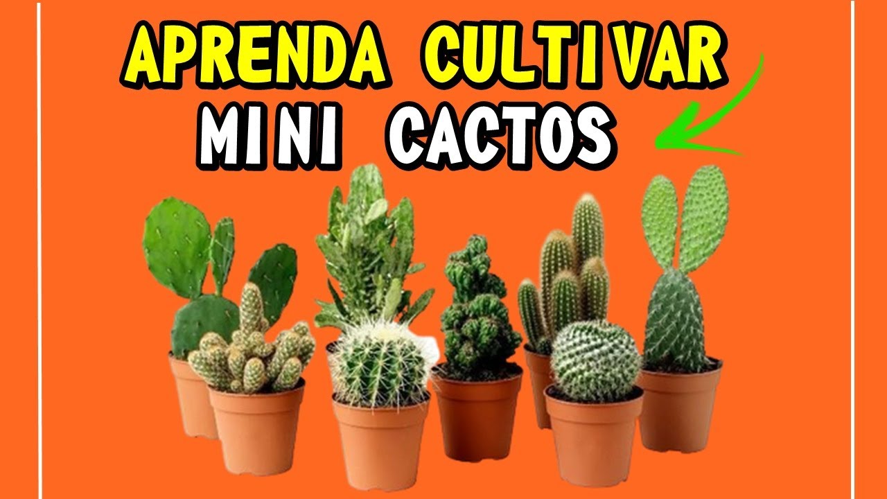 COMO CUIDAR DE MINI  CACTOS |🌵 COMO CULTIVAR MINI CACTOS |CACTOS MINI