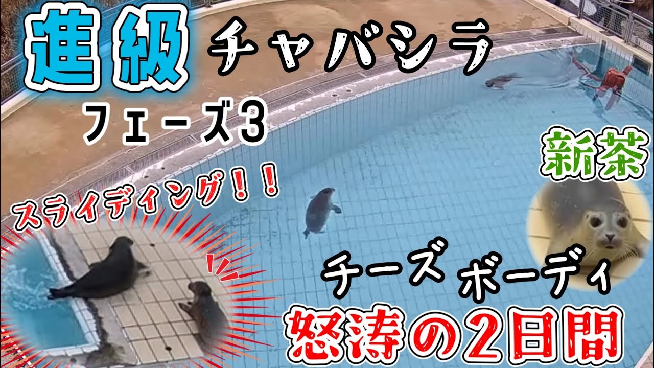 【アザラシ幼稚園】チャバシラ進級！フェーズ3へ…新入りチーズにスライディング上陸みせつけ先輩かぜふかせまくる