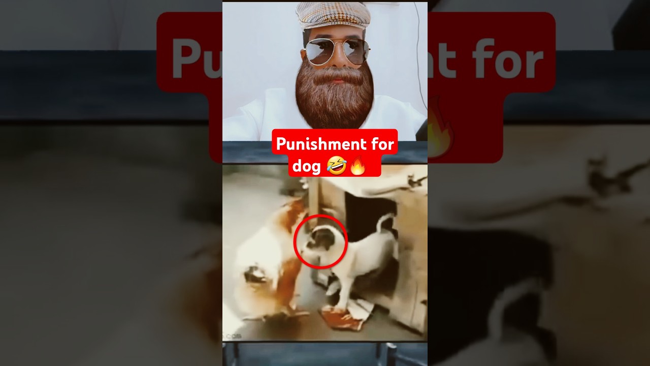punishment for this dog?  🤣🔥 #duet #trynottolaughchallengereaction #arabreaction