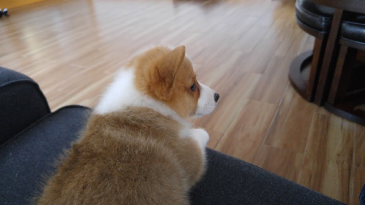 Corgi Wants His Bed Back