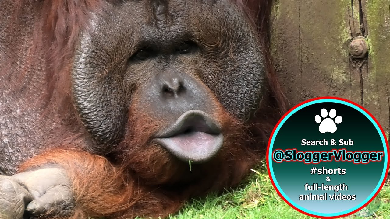 Listen to the Amazing Orangutan Vocalizations Kiss Squeaks, Long Call And Grumbles