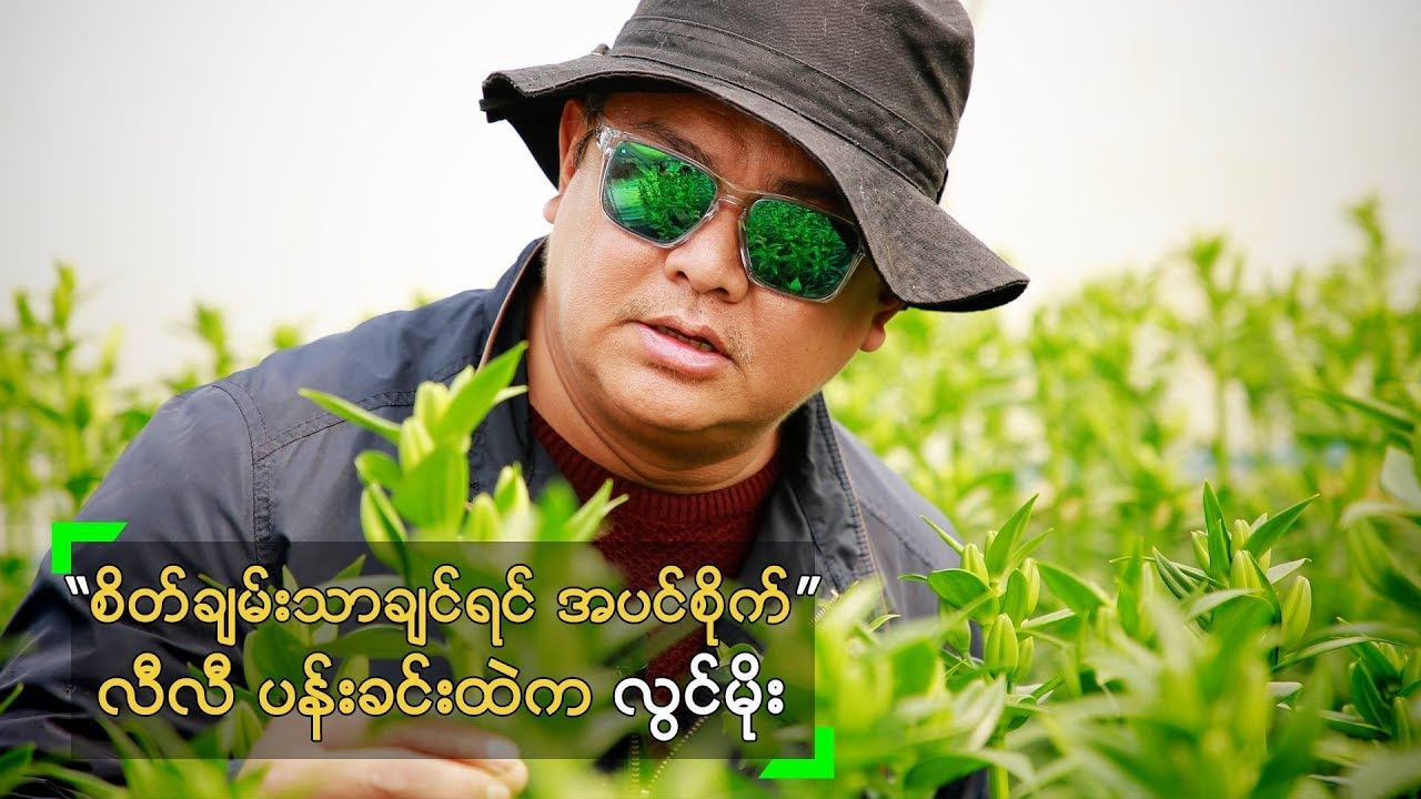 စိတ်ချမ်းသာချင်လို့ လီလီပန်းပင်တွေ စိုက်ပျိုးနေတဲ့ လွင်မိုး