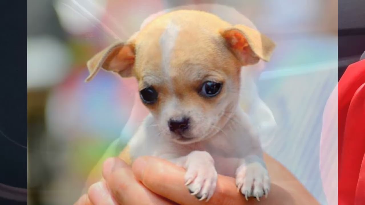 cómo cuidar un perro con hidrocefalia