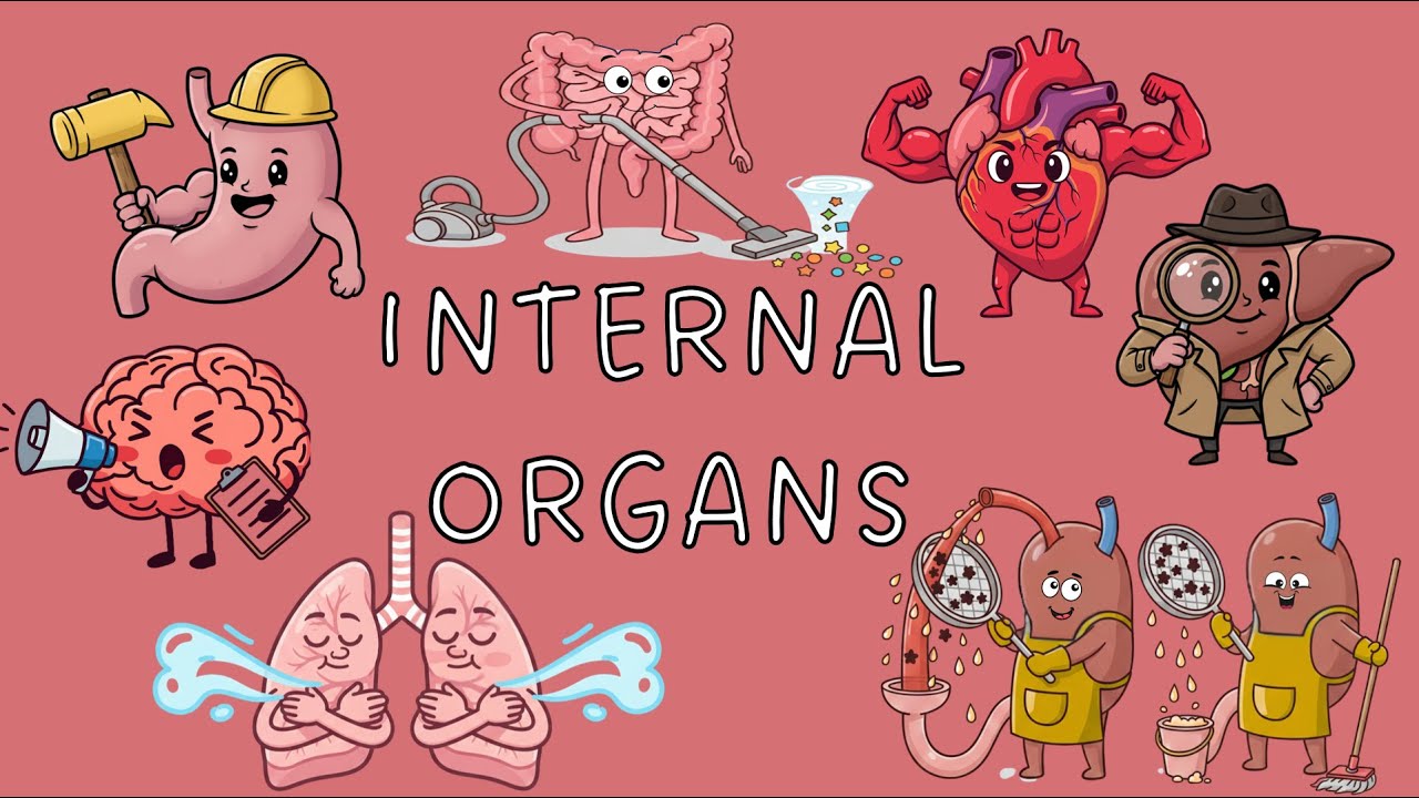 Internal Organs