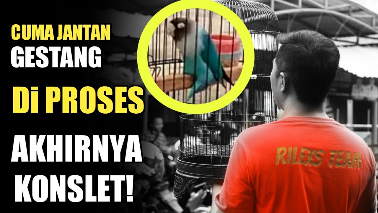 CARA Merawat Lovebird Gestang Jadi Konslet Versi Andri rileks team