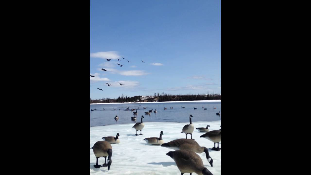 Canada goose hunting spring 2016