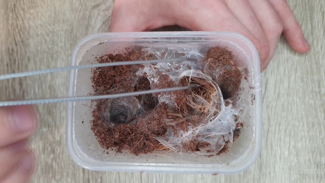 ╬ #2 Przeprowadzka ╬ Chilobrachys sp. Kaeng Krachan ╬